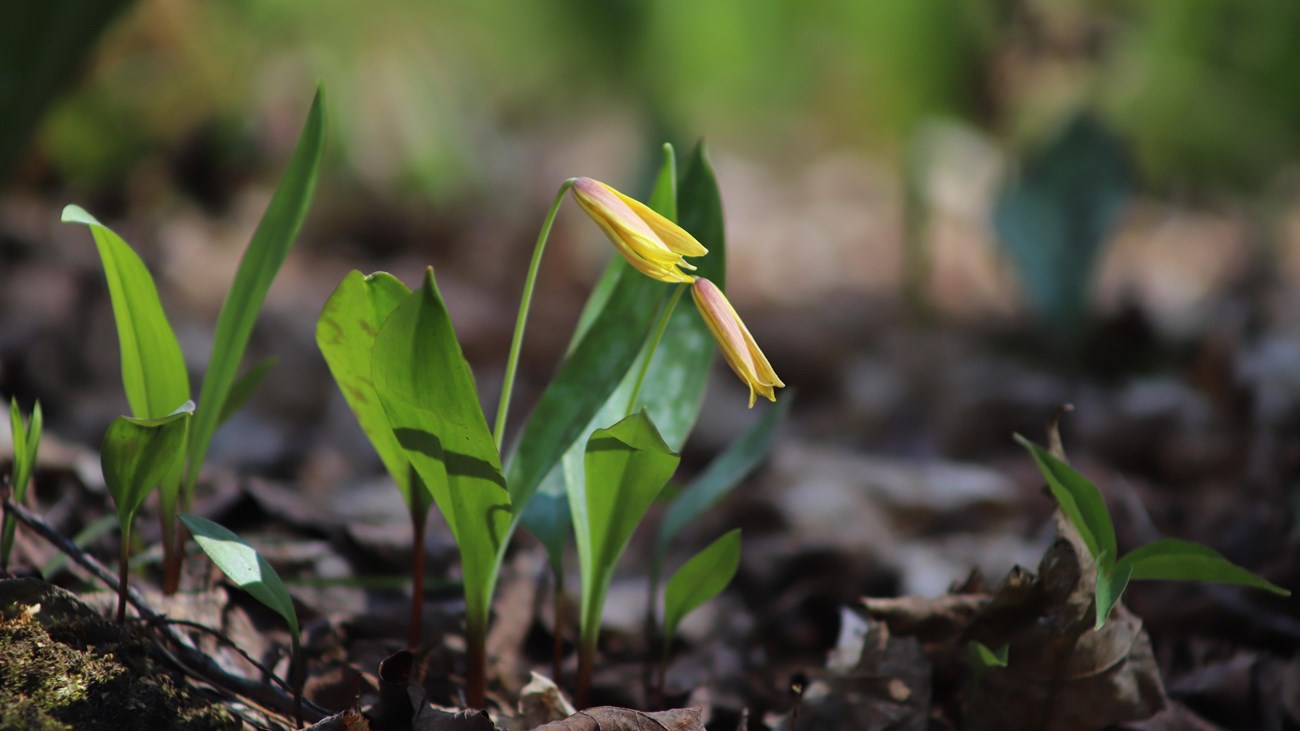 A small yellow flower droops over tiny leaves.