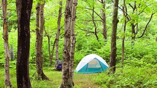 A blue tent in the woods