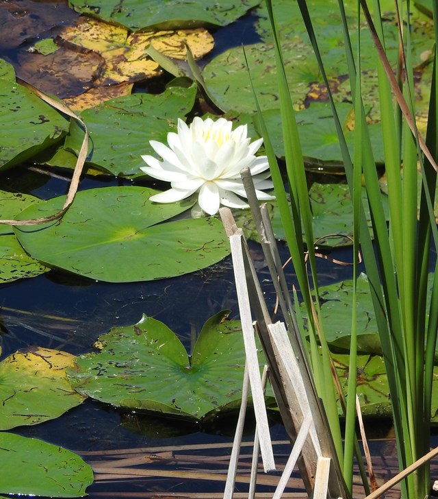 A white water lotus, lily pads, and a turtle enjoy life on a sunny lake