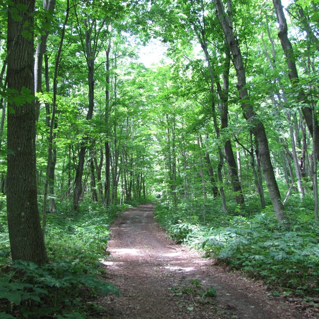 a dirt trail surrounded by green trees and vegetation