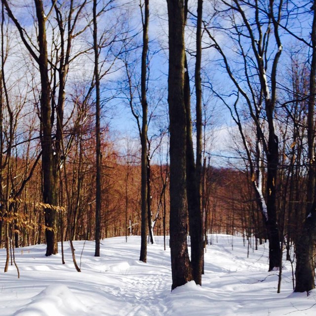 Footprints on a snowy trail through the woods under a blue sky.