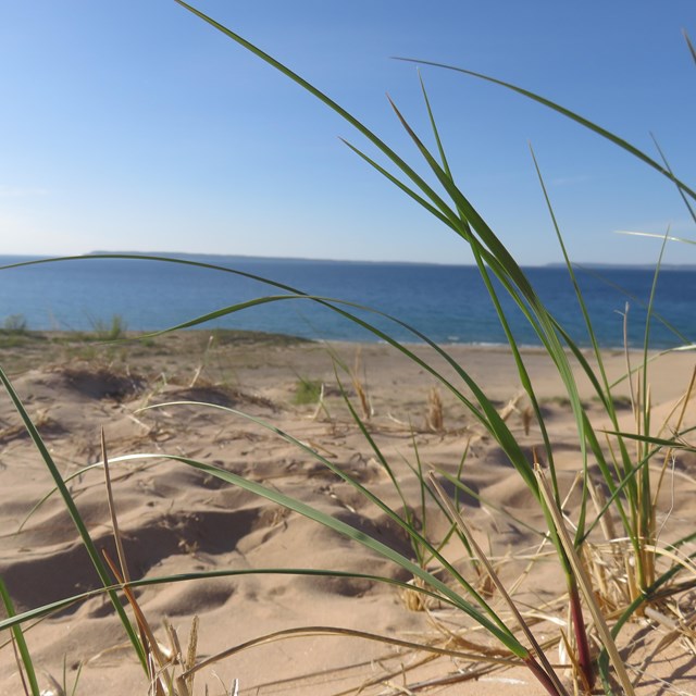 Grass in the wind on a dune. 