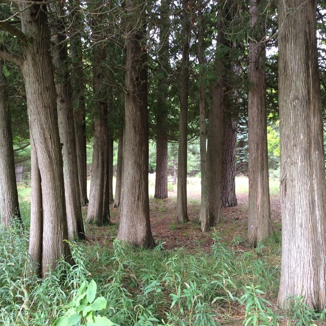 Large trees in a forest. 