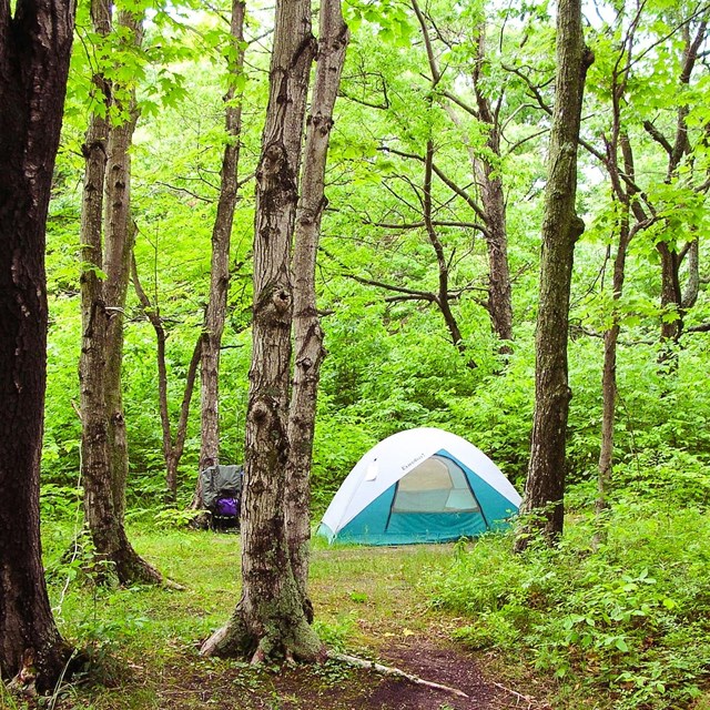 A blue tent in the woods