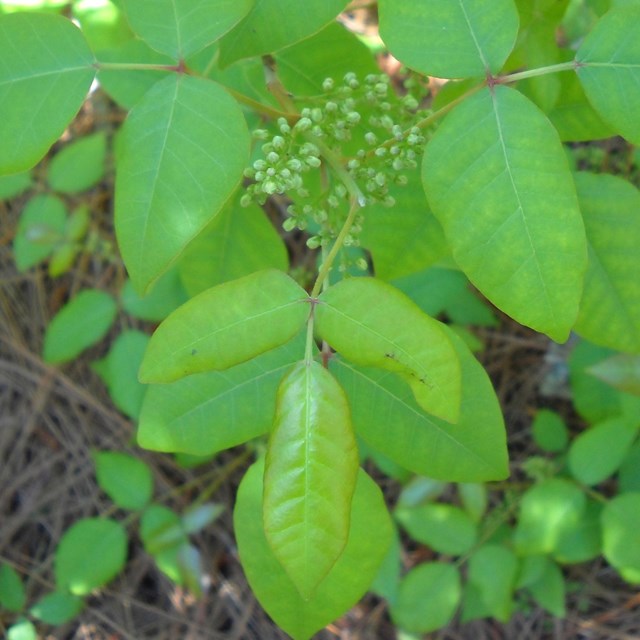 A three leaved plant on a forest floor