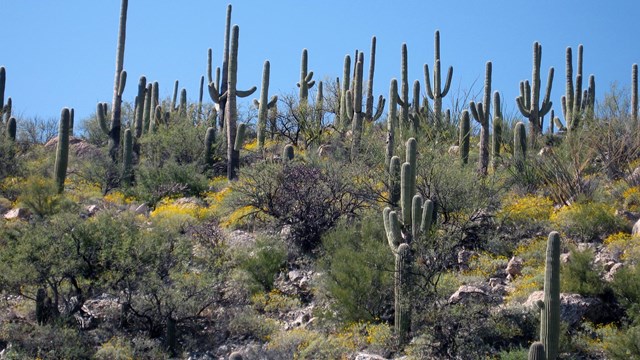 Saguaro cacti at Saguaro National Park