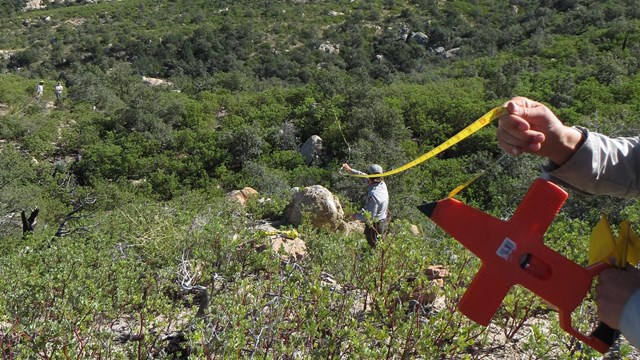 Setting up a vegetation monitoring transect
