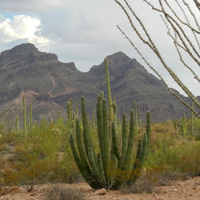 Organ Pipe Cactus National Monument