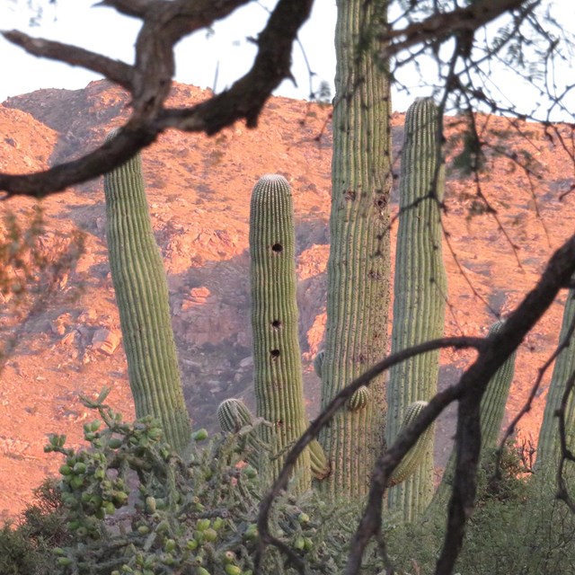 Saguaro National Park