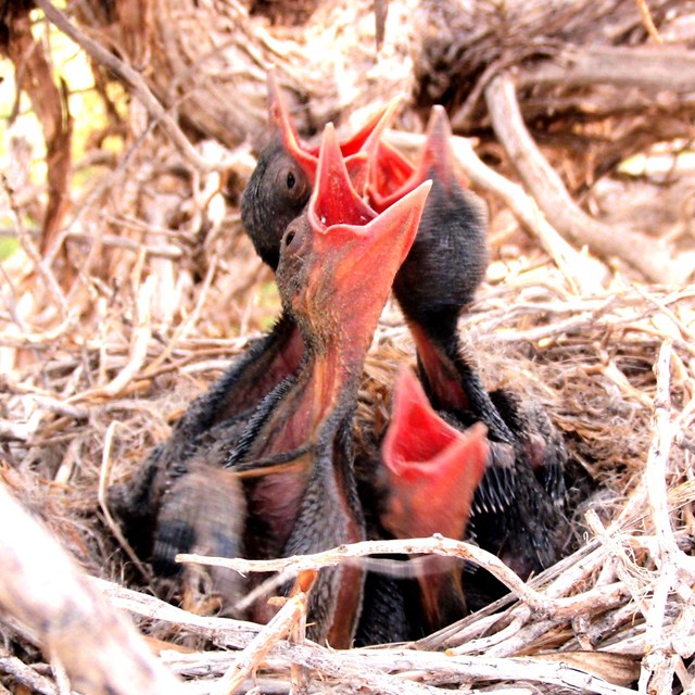 Baby birds wait to be fed, mouths open
