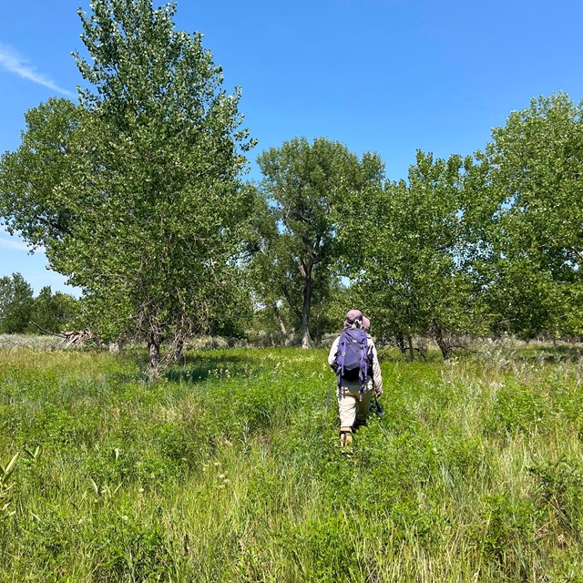 A person with a backpack walk through a patch of bright green, tall, nonnative grass.