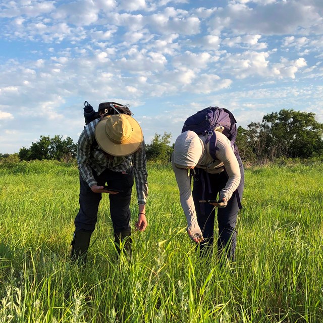 Two scientists standing in a grassland bending over looking at plants.