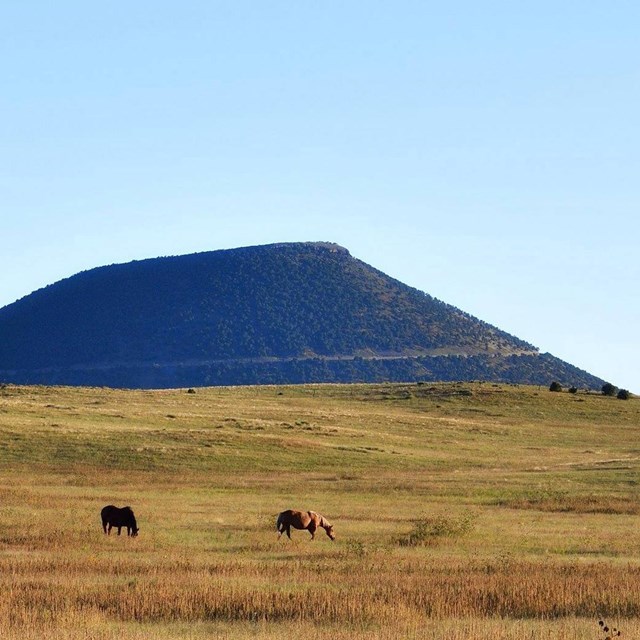 Capulin Volcano rises above horses grazing in grasslands below