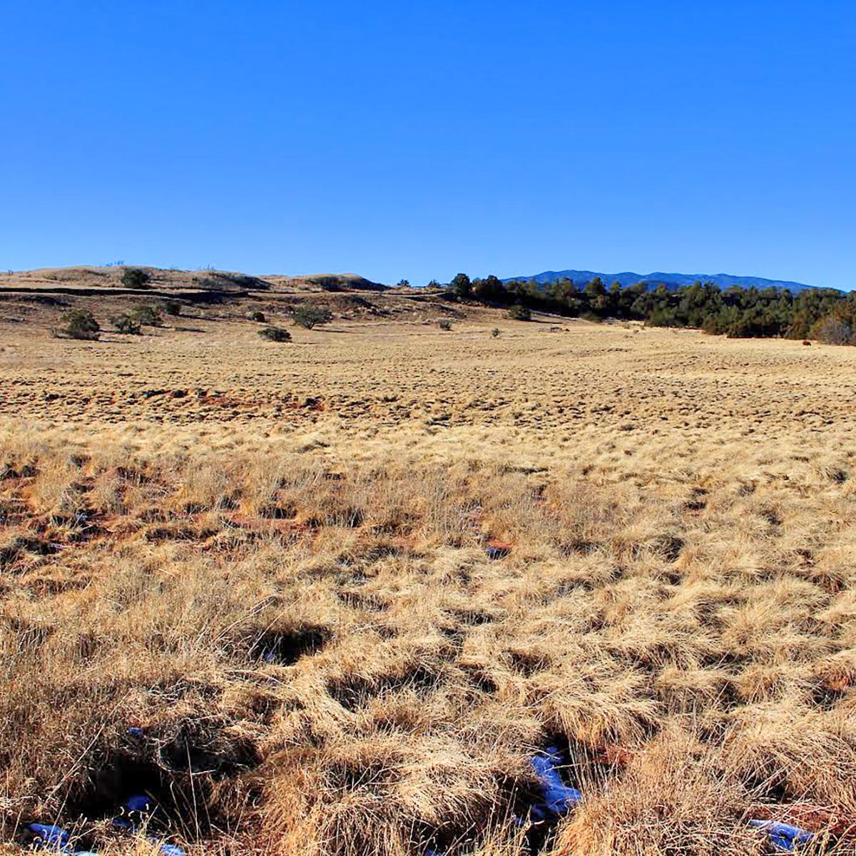 Expanse of grassland with forest and mountains in the distance
