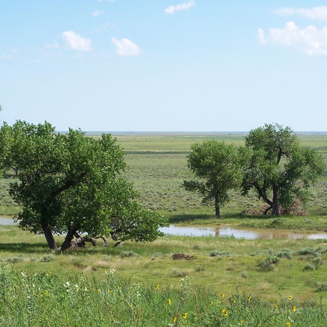 A few trees around a wetland , amidst a vast expanse of green grassland