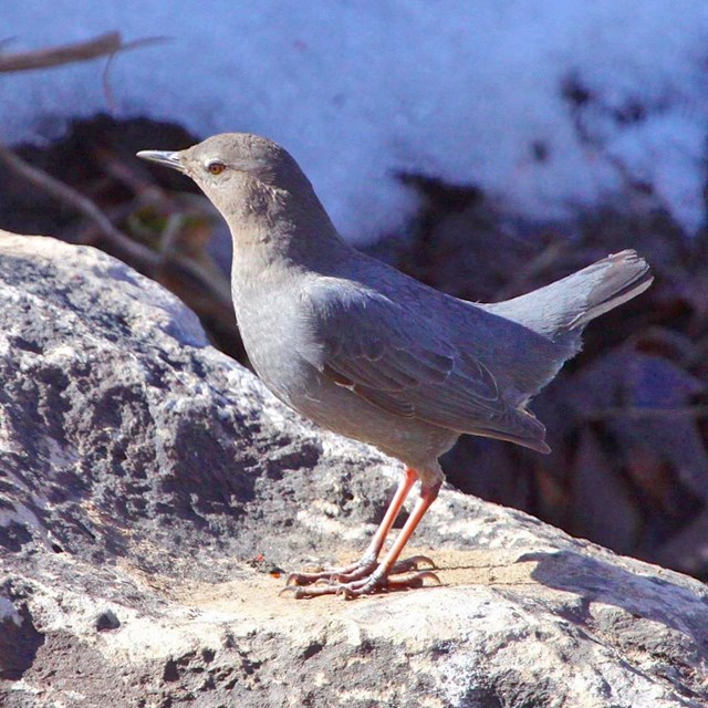 Gray bird with an orange eye--an American dipper--perched on a rock