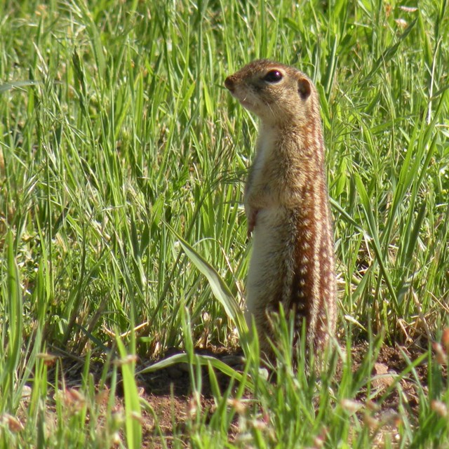 A 13-lined ground squirrel standing up above a burrow in the grass