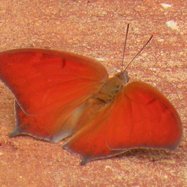 A dark red goatweed leafwing butterfly on the ground