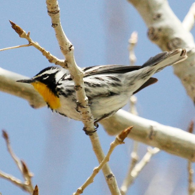 Small black and white bird with a bright yellow throat