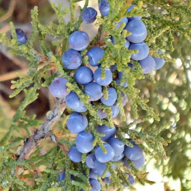 Clusters of bluish-purple Rocky Mountain juniper berries