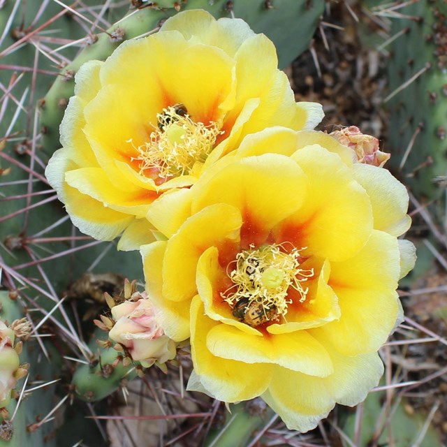 Yellow and red western prickly pear cactus blooms