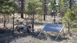 Solar powered audio recording equipment is installed in a clearing in evergreen forest