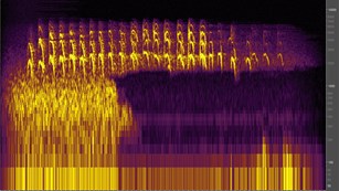 Spectrogram shows the wave forms of auditory information