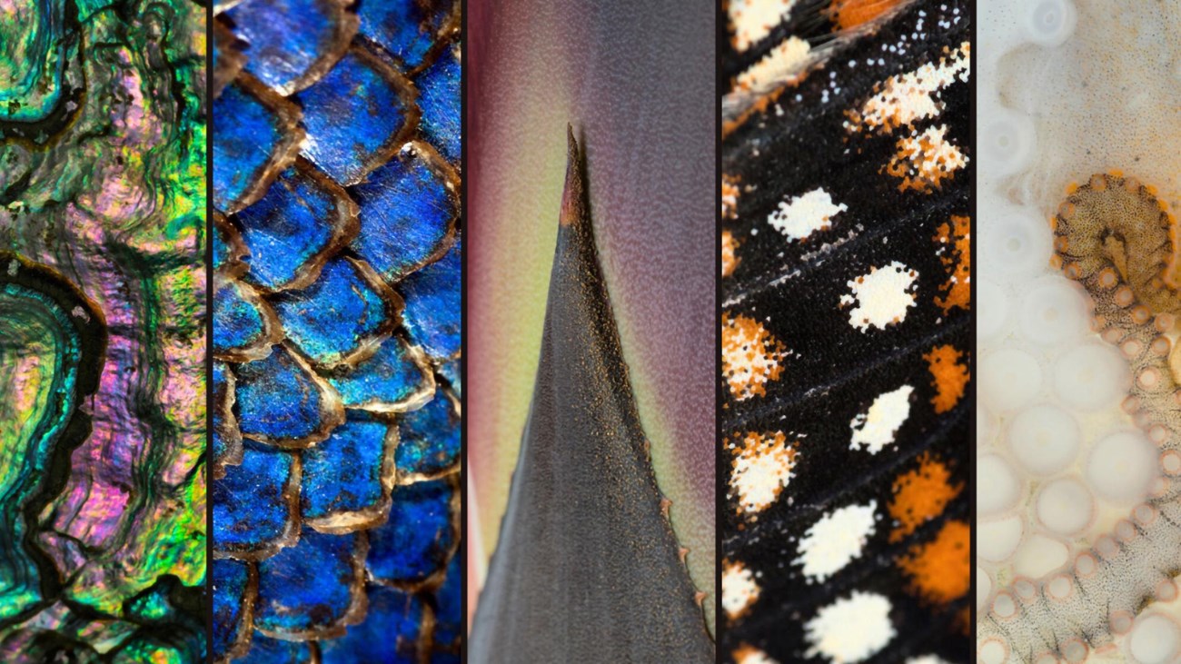 Collage of extreme close-up textures from various animal and plant surfaces.