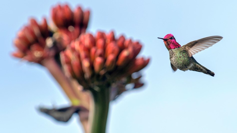 Hummingbird with a brilliant, iridescent purple head hovers around a flower cluster.
