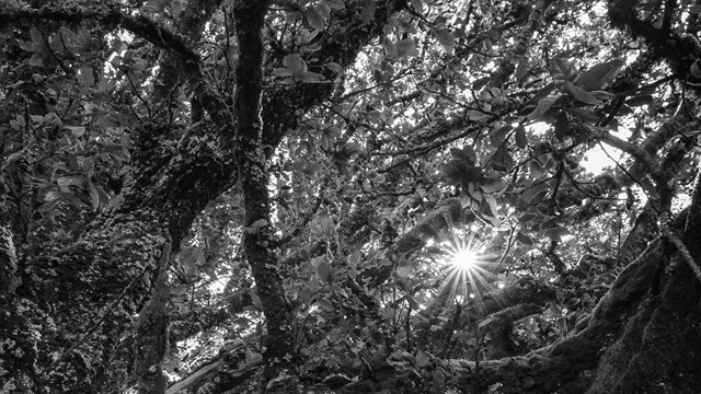 Black and white image of a sun star viewed through twisting, lichen-covered branches.