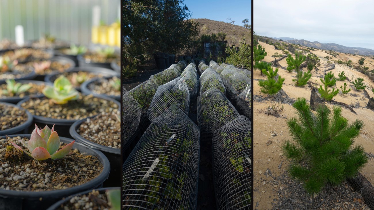 3 photos: Potted Succulents. Plants in greenhouse mesh. Piney plants restored on a sandy slope.
