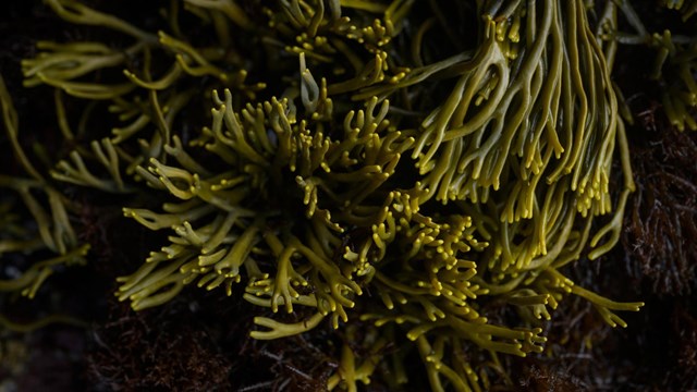 Dark green branched seaweed fills the frame.