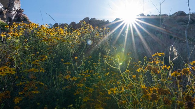 Sun shines just over a mountain ridge. Bunches of bright yellow flowers glow in the foreground.