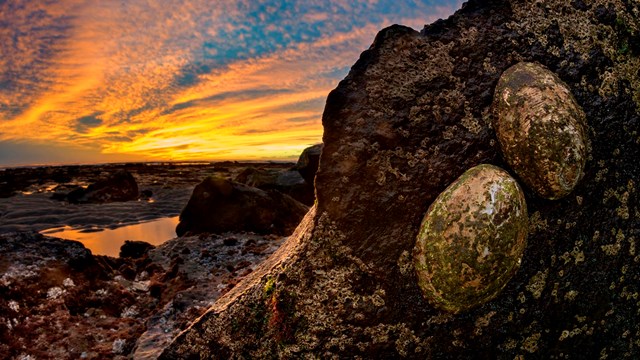 Sunset over two large marine snails on a boulder overlooking tidepools.