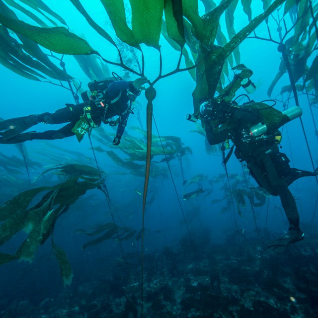 Two divers taking a photo of an elk kelp stalk