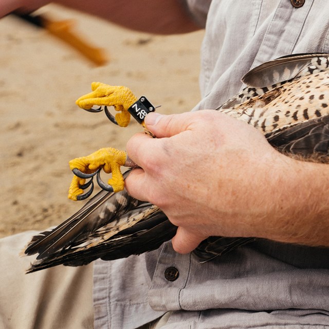 Biologist applying a leg band to a peregrine falcon