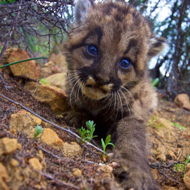 Bobcat kitten reaching a paw towards the camera