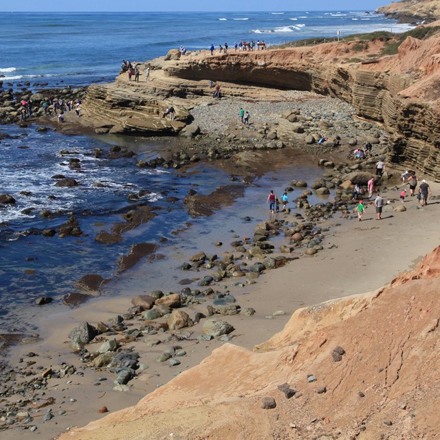 Overview of crowds of people exploring tidepools in Cabrillo's rocky intertidal area at low tide