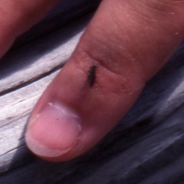 Mosquito on a human hand