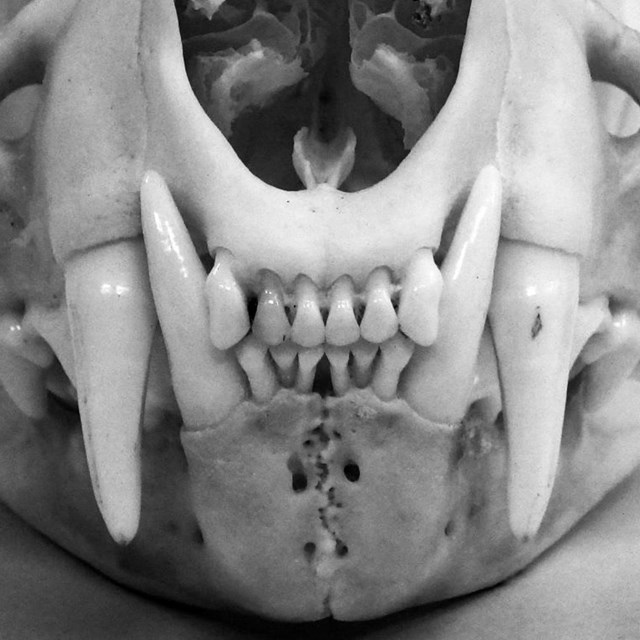 Close-up of a bobcat  skull from a comparative collection.