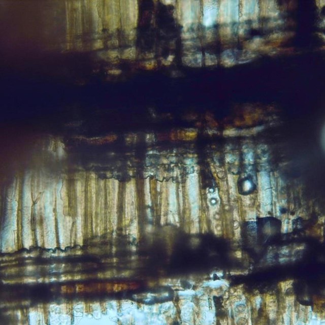 Microscope photograph of the natural structures inside a wood artifact, EVER 89817.