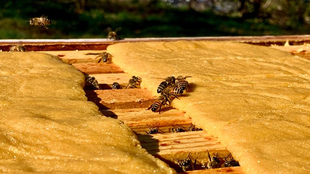 Bees on a hive