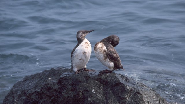 Oil stained birds perch on a San Francisco Bay rock after the Cosco Busan oil spill in 2007.