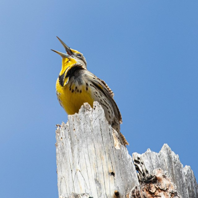 a yellow meadowlark perches on a stump