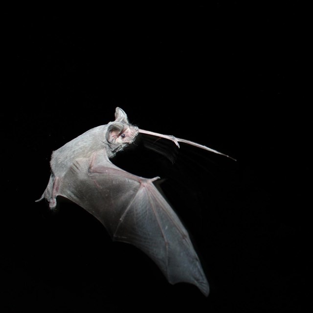 a mexican free tailed bat flies at night
