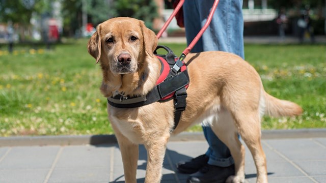 A service dog and handler.