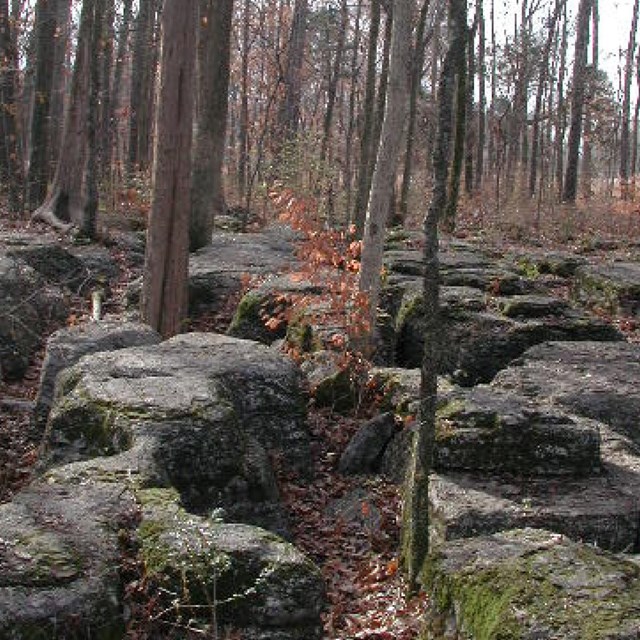Grey rock outcroppings covered in moss with skinny tress between them.