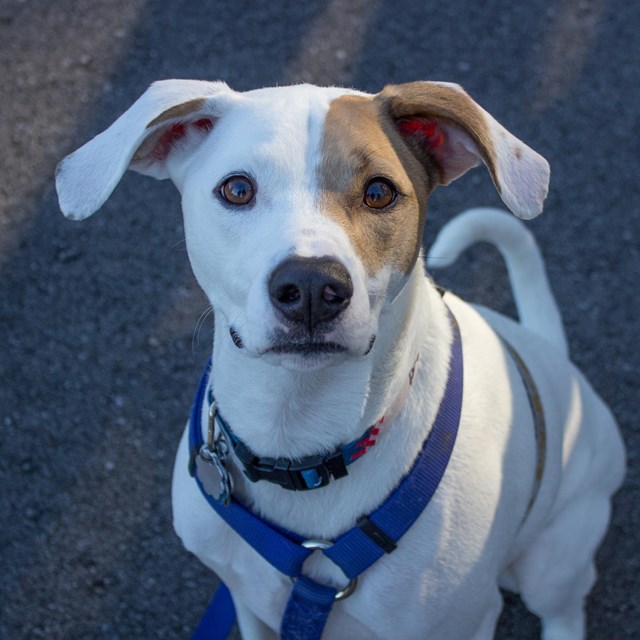 A white dog with a brown spot over its eye.