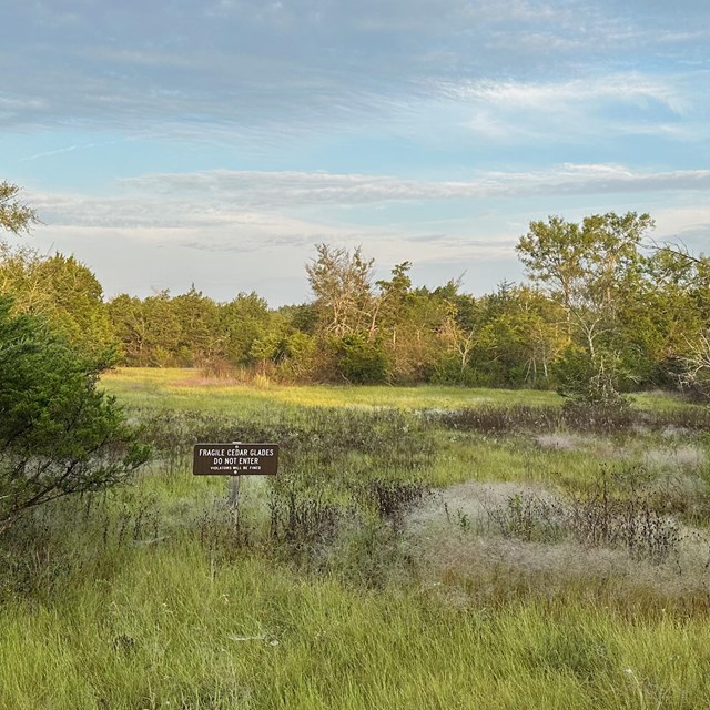 Cedar glade with sign