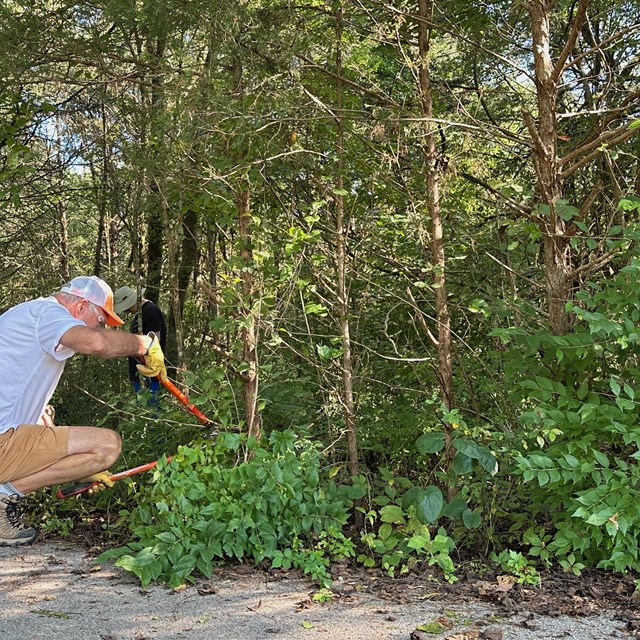 Photo of nonnative species removal